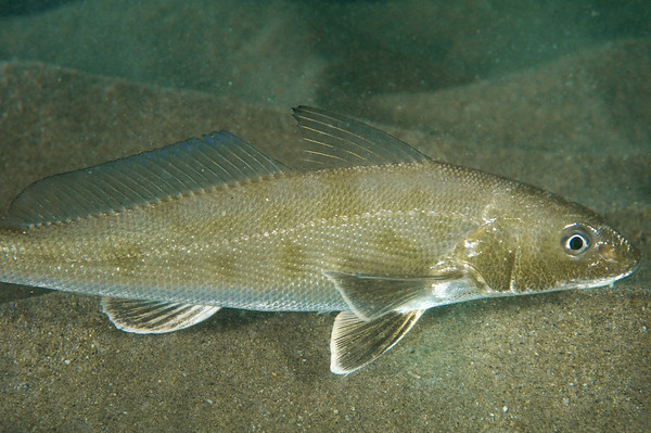 pic of fish