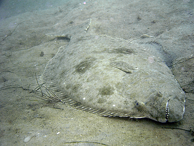 pic of fish