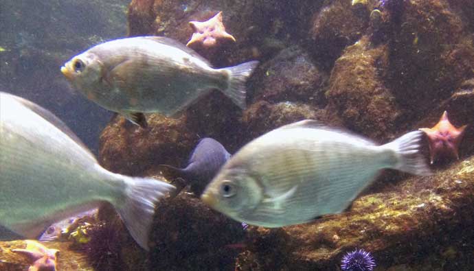 pic of fish